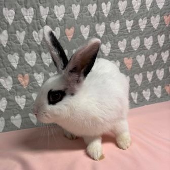 Enlarge MANGO (YOUNG SPAYED FEMALE) FOSTER OR ADOPTER NEEDED, an adoptable Hotot in Forest Hills, NY image 5/6