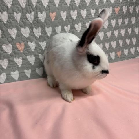 Enlarge MANGO (YOUNG SPAYED FEMALE) FOSTER OR ADOPTER NEEDED, an adoptable Hotot in Forest Hills, NY image 4/6