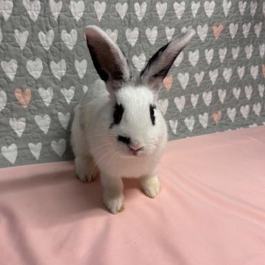 MANGO (YOUNG SPAYED FEMALE) FOSTER OR ADOPTER NEEDED, adoptable, Young Female Hotot.