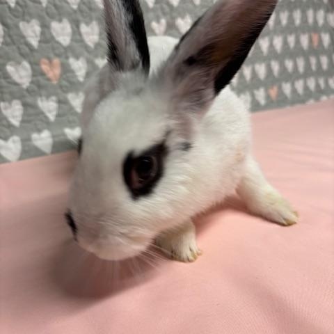 Enlarge MANGO (YOUNG SPAYED FEMALE) FOSTER OR ADOPTER NEEDED, an adoptable Hotot in Forest Hills, NY image 2/6