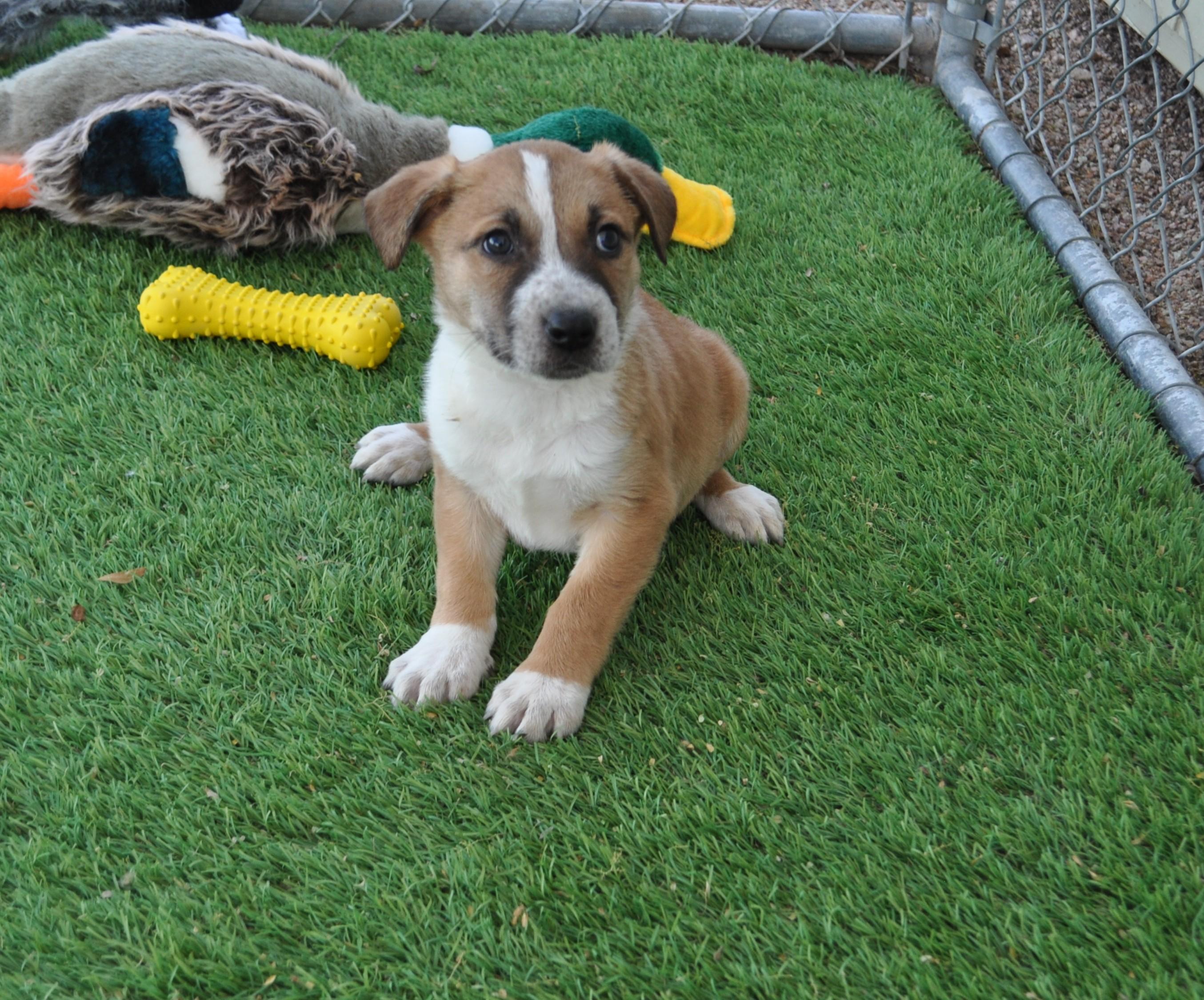 Enlarge Spunky, a ADOPTABLE mixed breed in Apache Junction, AZ image 3/4