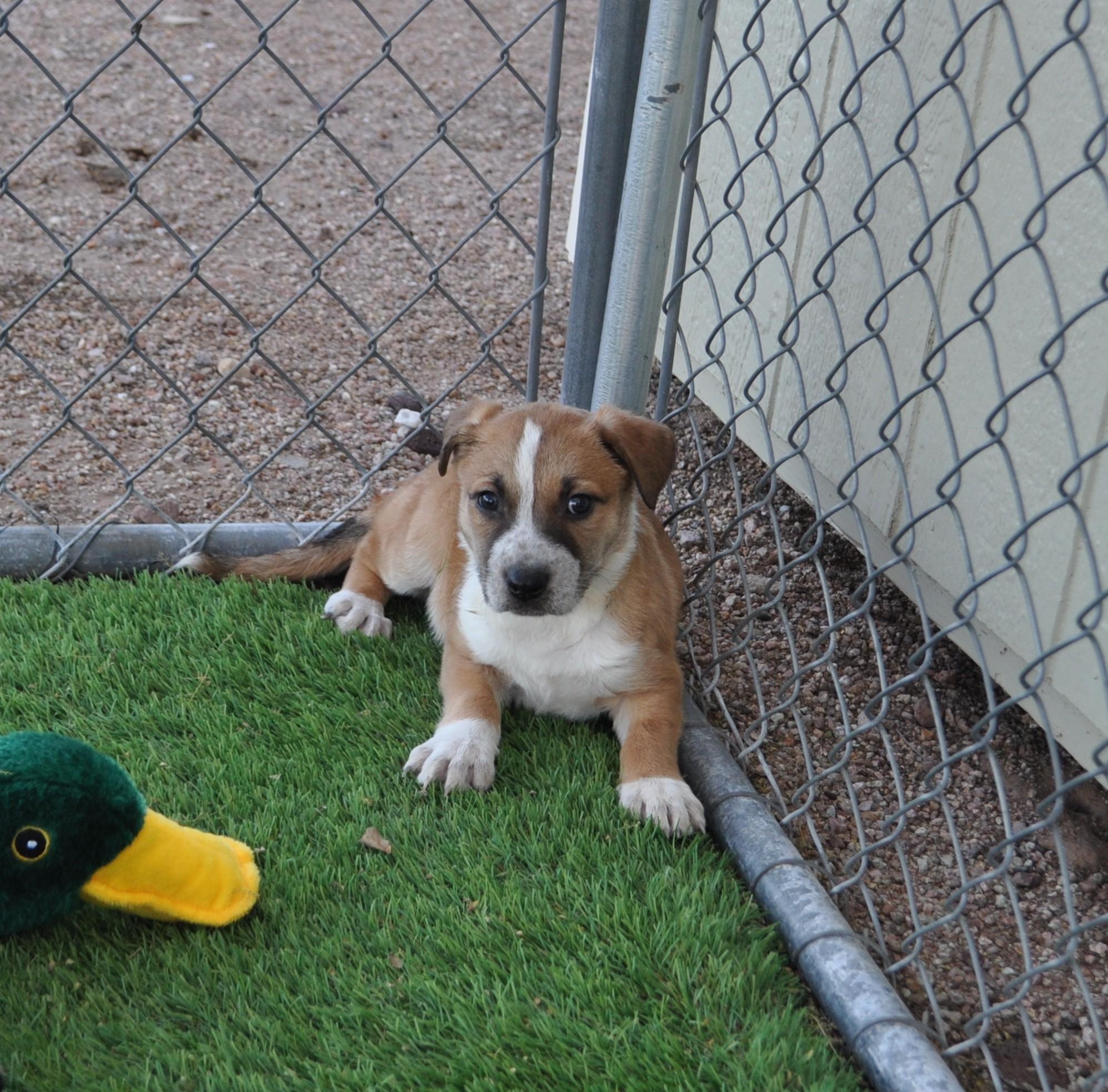 Enlarge Spunky, a ADOPTABLE mixed breed in Apache Junction, AZ image 1/4