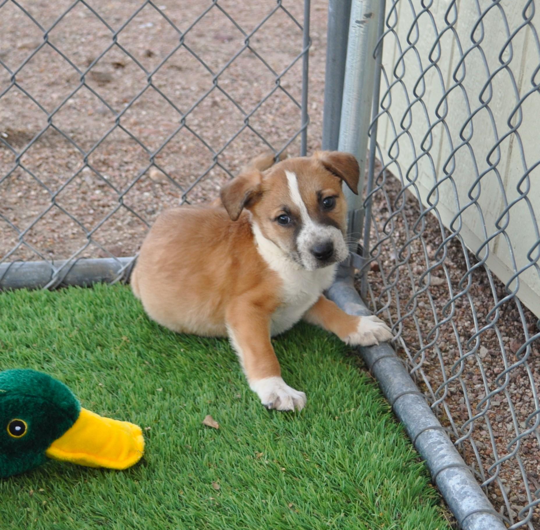 Enlarge Spunky, a ADOPTABLE mixed breed in Apache Junction, AZ image 4/4
