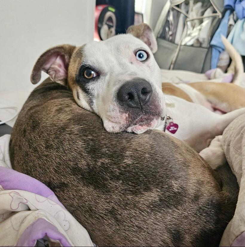 Meet Dominick The Mayor of Good Boysville At a sturdy 45 pounds and around 12 years old Dominick