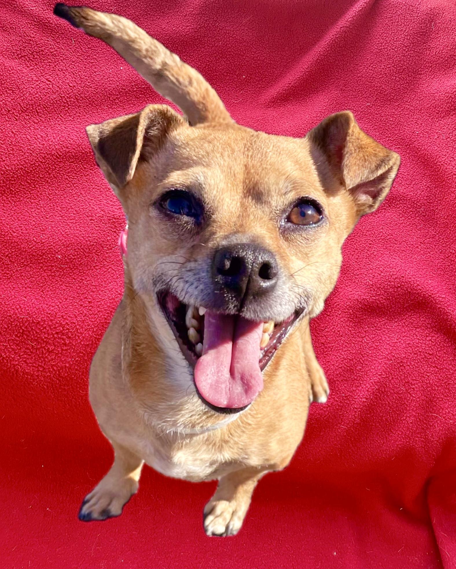 Enlarge Zuma - Adoption Pending, an adopted mixed breed in Warren, NJ image 1/6