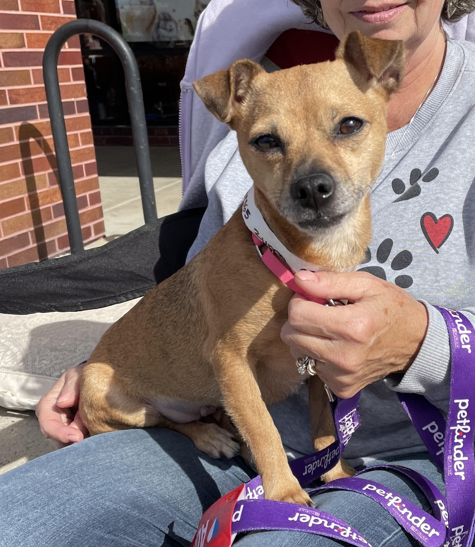 Enlarge Zuma - Adoption Pending, an adopted mixed breed in Warren, NJ image 4/6