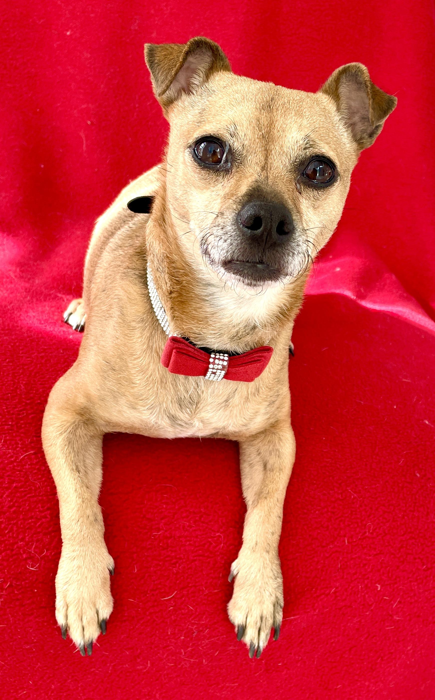 Enlarge Zuma - Adoption Pending, an adopted mixed breed in Warren, NJ image 3/6