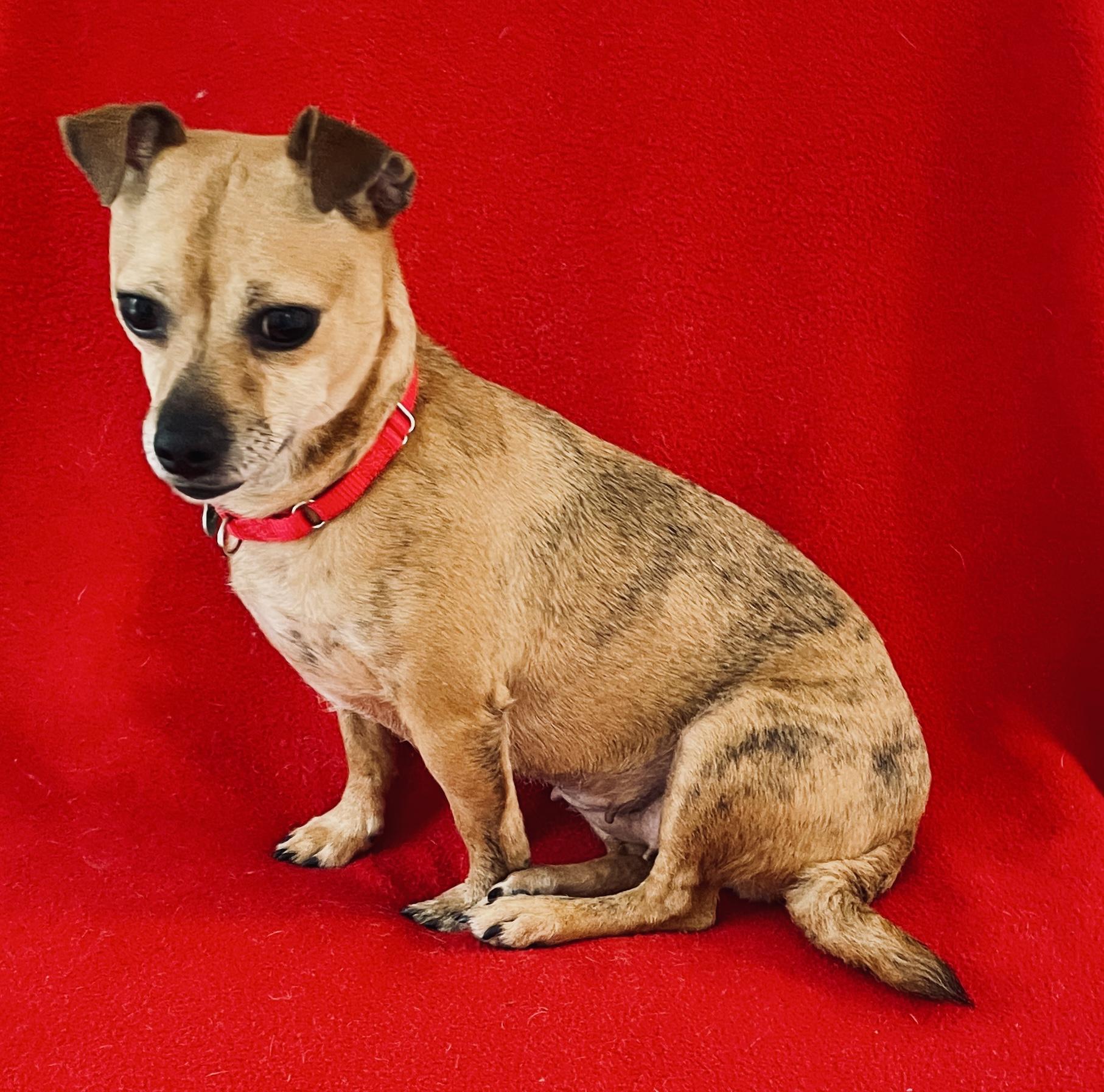 Enlarge Zuma - Adoption Pending, an adopted mixed breed in Warren, NJ image 6/6