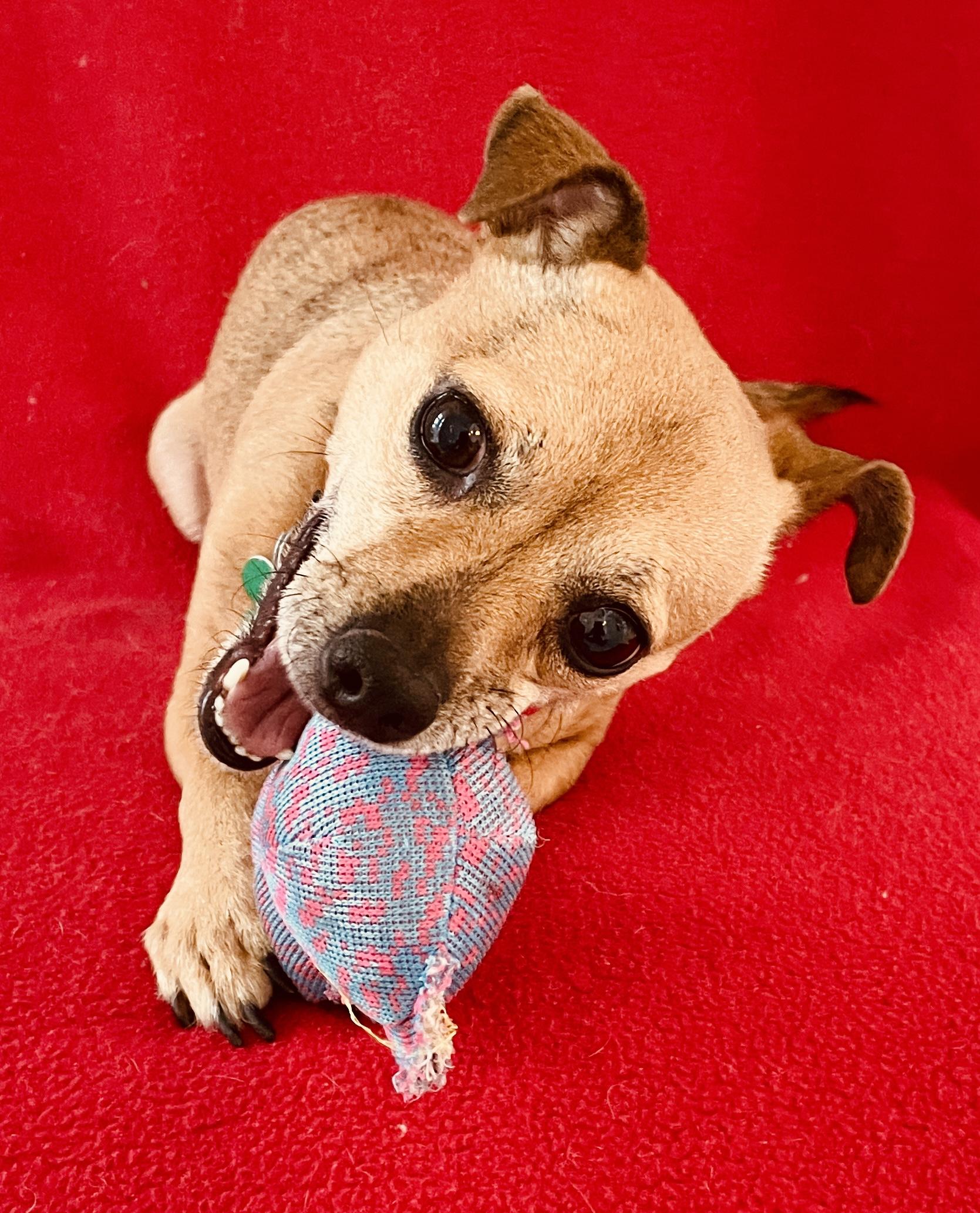 Enlarge Zuma - Adoption Pending, an adopted mixed breed in Warren, NJ image 2/6