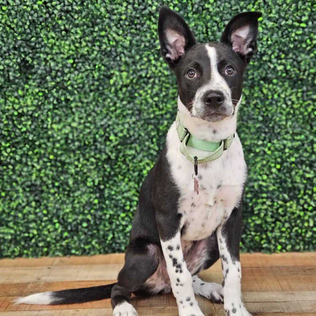 Enlarge Sporty, a Adoptable mixed breed in East Saint Louis, IL image 2/6
