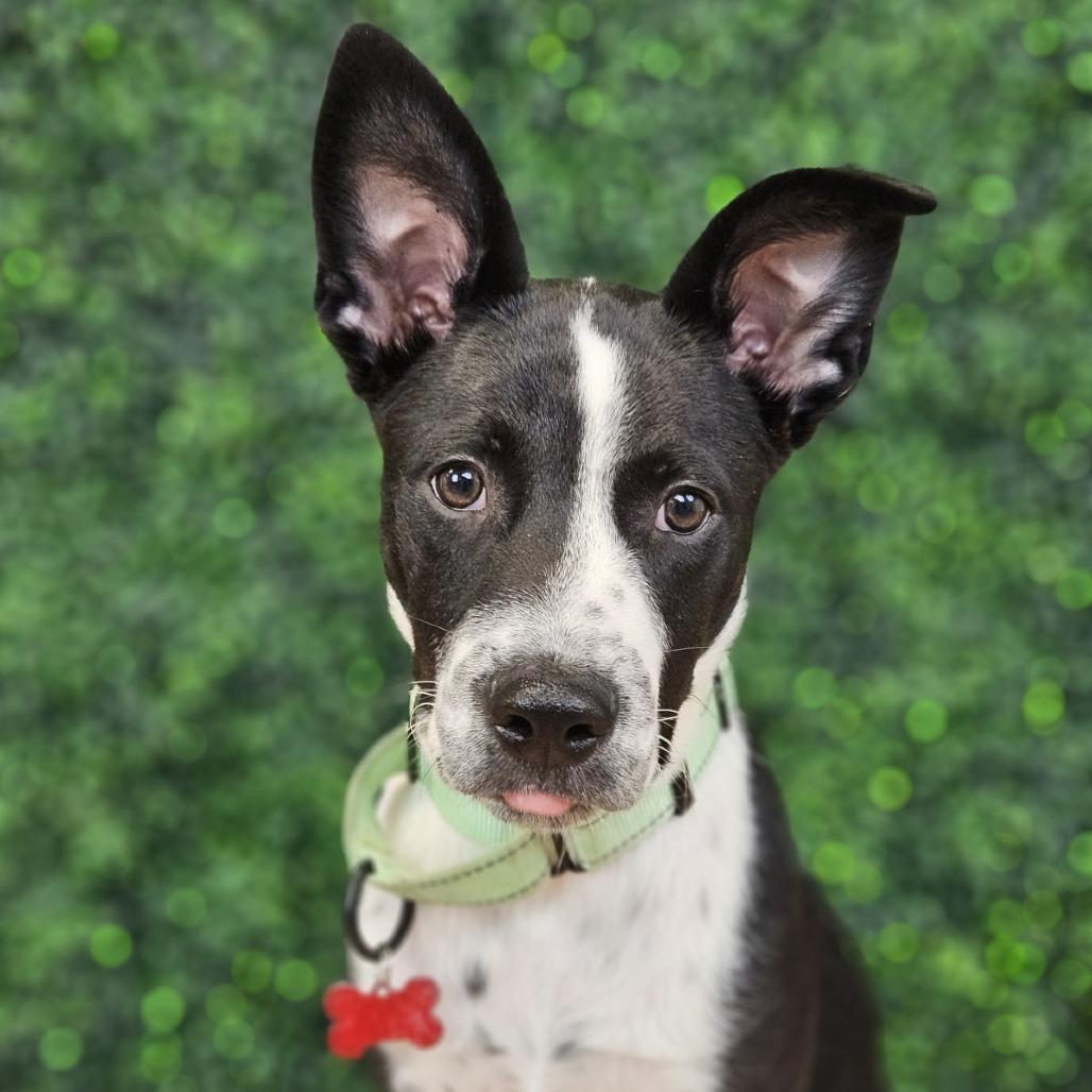 Enlarge Sporty, a Adoptable mixed breed in East Saint Louis, IL image 4/6