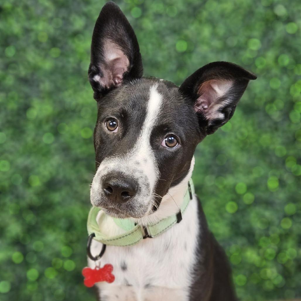 Enlarge Sporty, a Adoptable mixed breed in East Saint Louis, IL image 5/6
