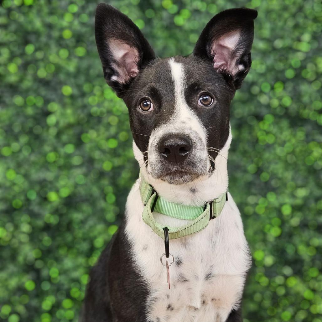 Enlarge Sporty, a Adoptable mixed breed in East Saint Louis, IL image 6/6