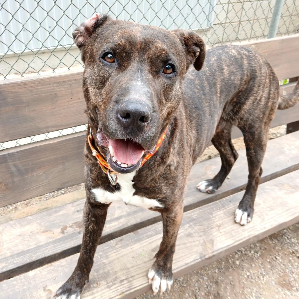 Beasley, Adoptable, Adult Male Mixed Breed.
