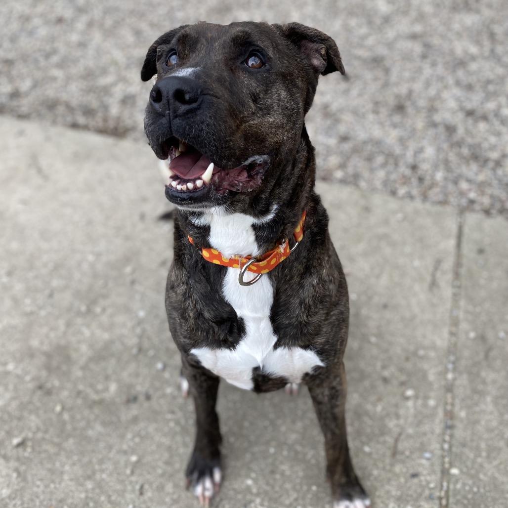 Beasley, Adoptable, Adult Male Mixed Breed.