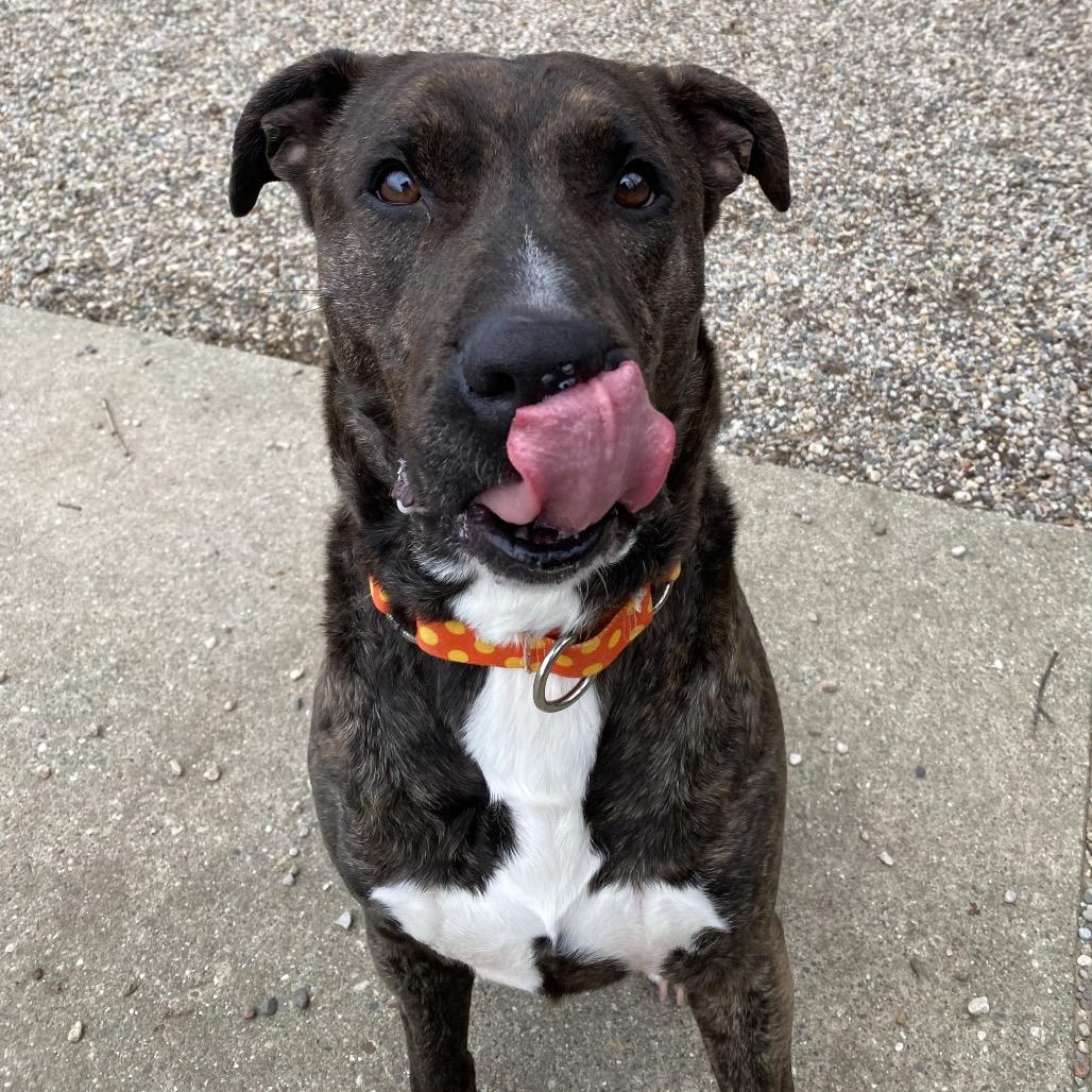Enlarge Beasley, a Adoptable Mixed Breed in West Olive, MI image 2/4