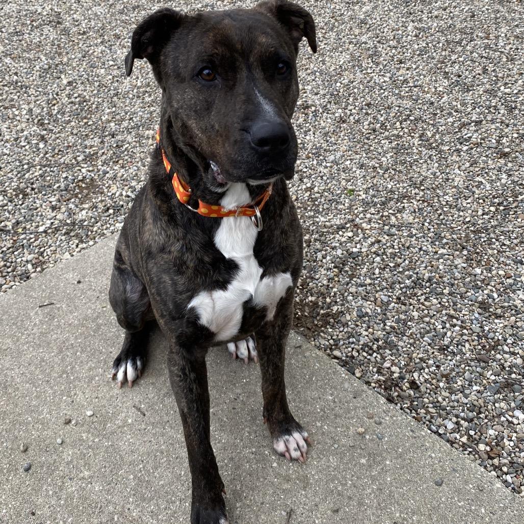 Enlarge Beasley, a Adoptable Mixed Breed in West Olive, MI image 3/4