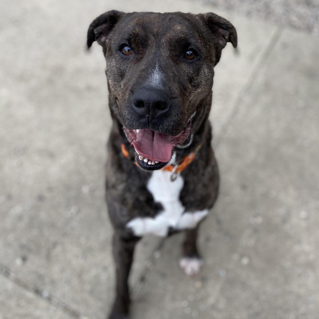 Enlarge Beasley, a Adoptable Mixed Breed in West Olive, MI image 4/4