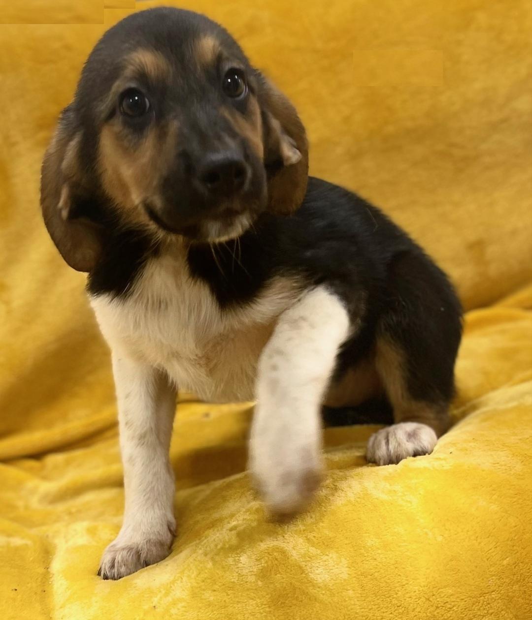 Enlarge Sweet Roll, an adoptable mixed breed in Orlando, FL image 2/6