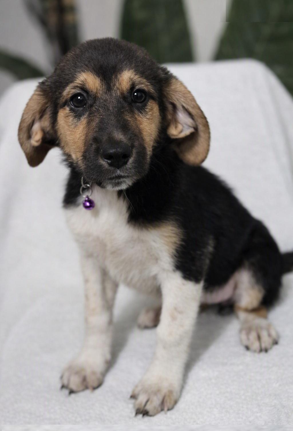 Enlarge Sweet Roll, an adoptable mixed breed in Orlando, FL image 1/6