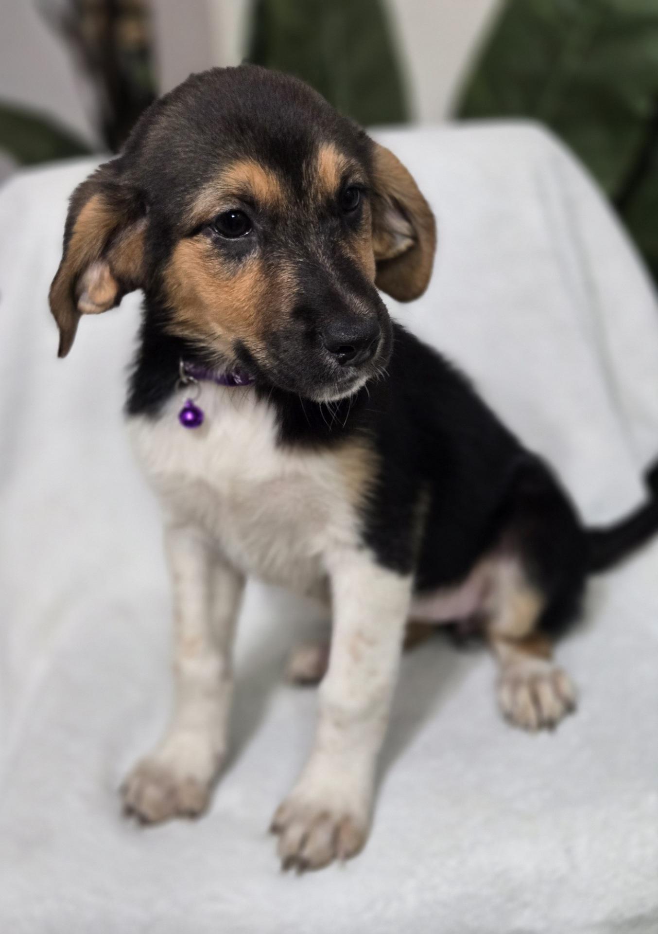 Enlarge Sweet Roll, an adoptable mixed breed in Orlando, FL image 4/6