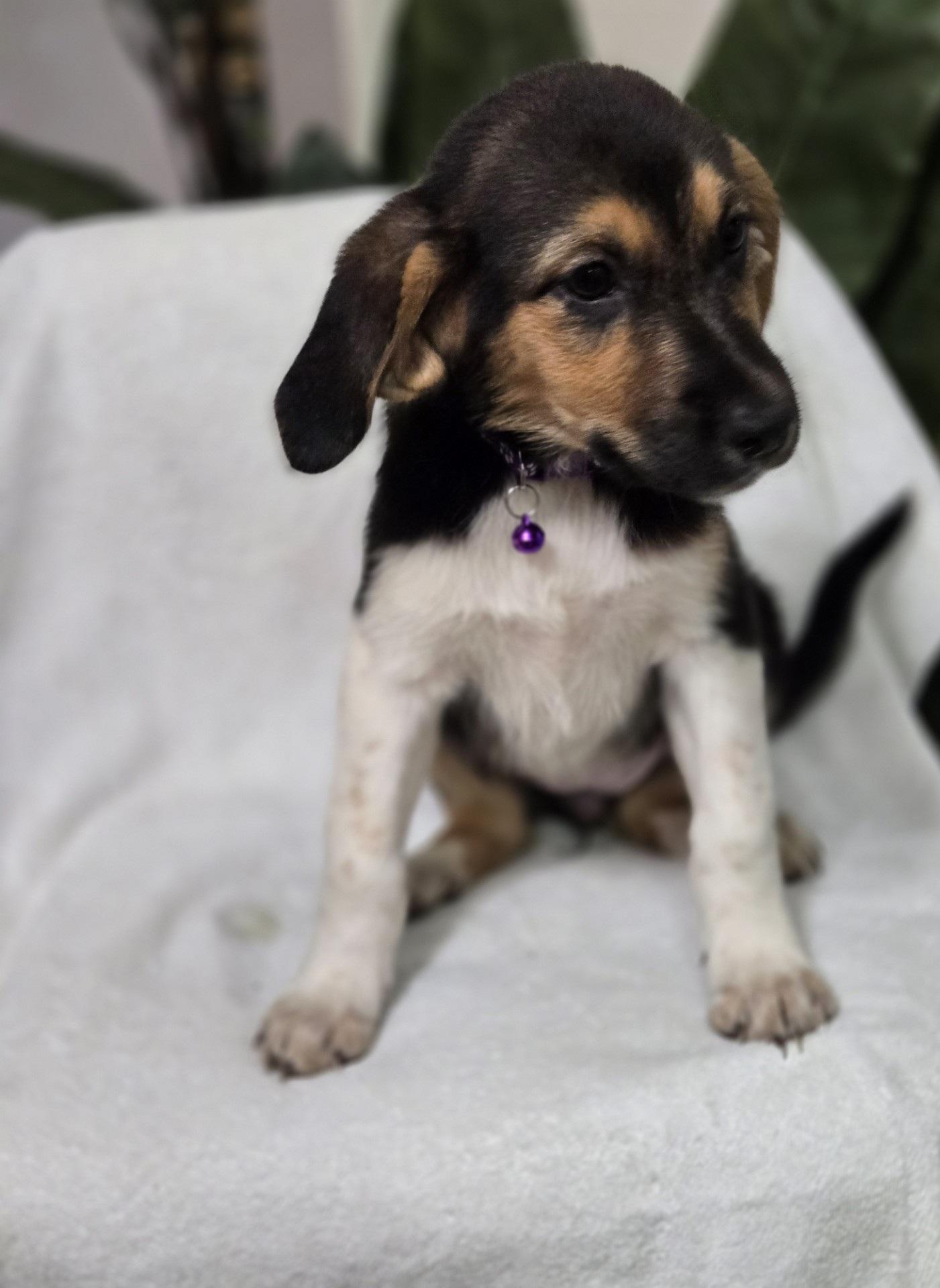 Enlarge Sweet Roll, an adoptable mixed breed in Orlando, FL image 6/6
