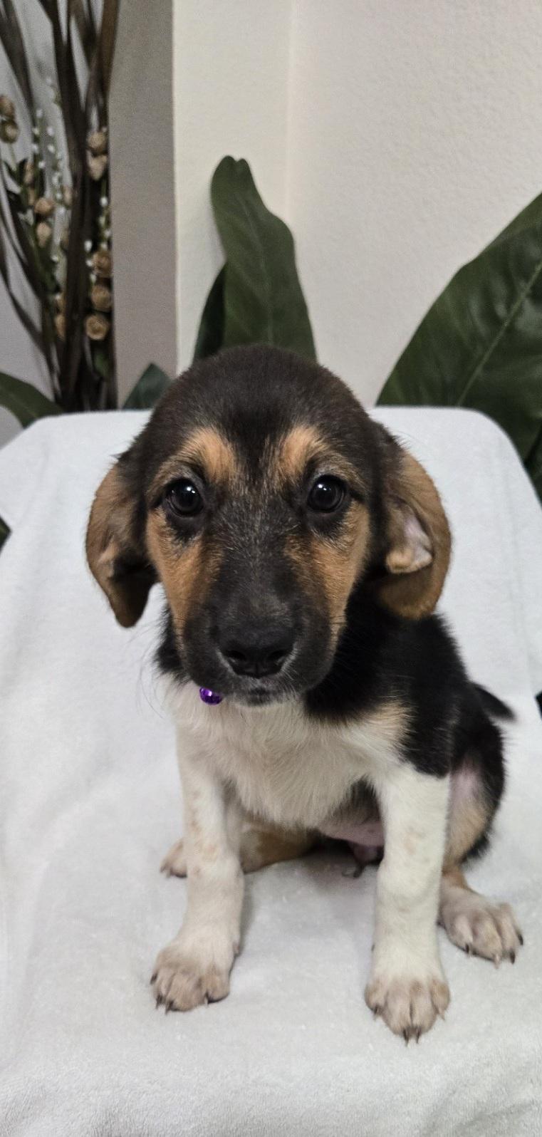Enlarge Sweet Roll, an adoptable mixed breed in Orlando, FL image 3/6