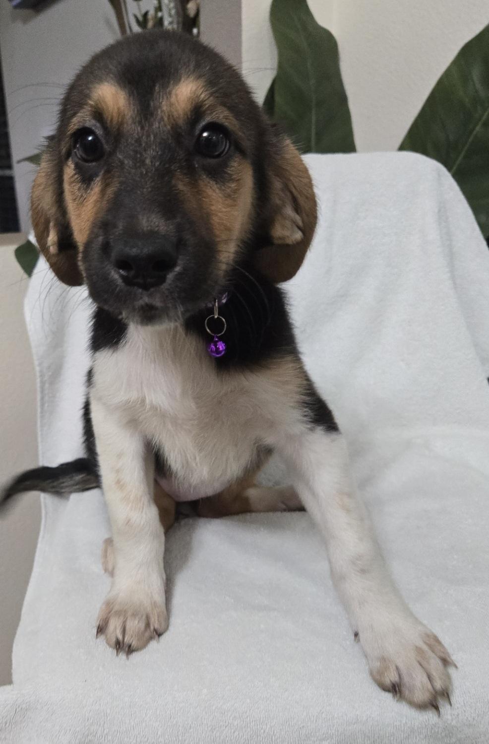 Enlarge Sweet Roll, an adoptable mixed breed in Orlando, FL image 5/6
