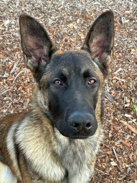 Fezzik, Adoptable, Young Male German Shepherd Dog.