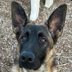 Enlarge Fezzik, a Adopted German Shepherd Dog in Cupertino, CA image 3/3