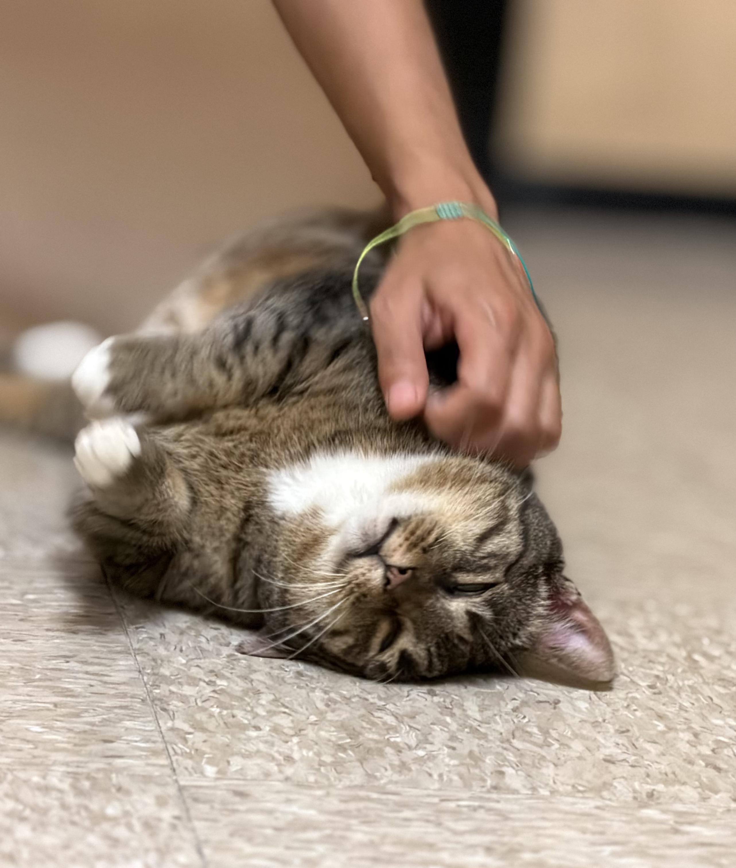 Enlarge Allie, a ADOPTABLE Tabby in Charlotte, NC image 2/6