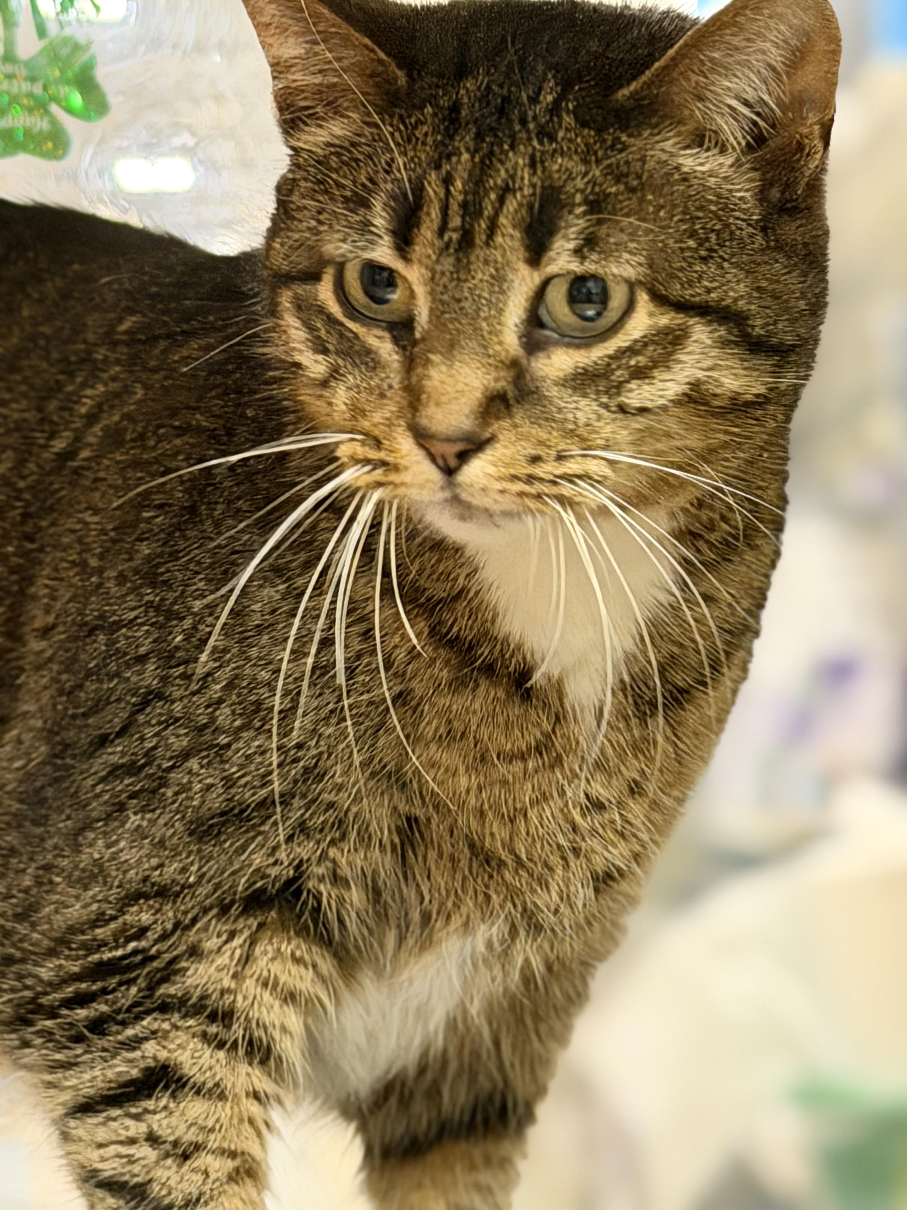 Enlarge Allie, a ADOPTABLE Tabby in Charlotte, NC image 3/4