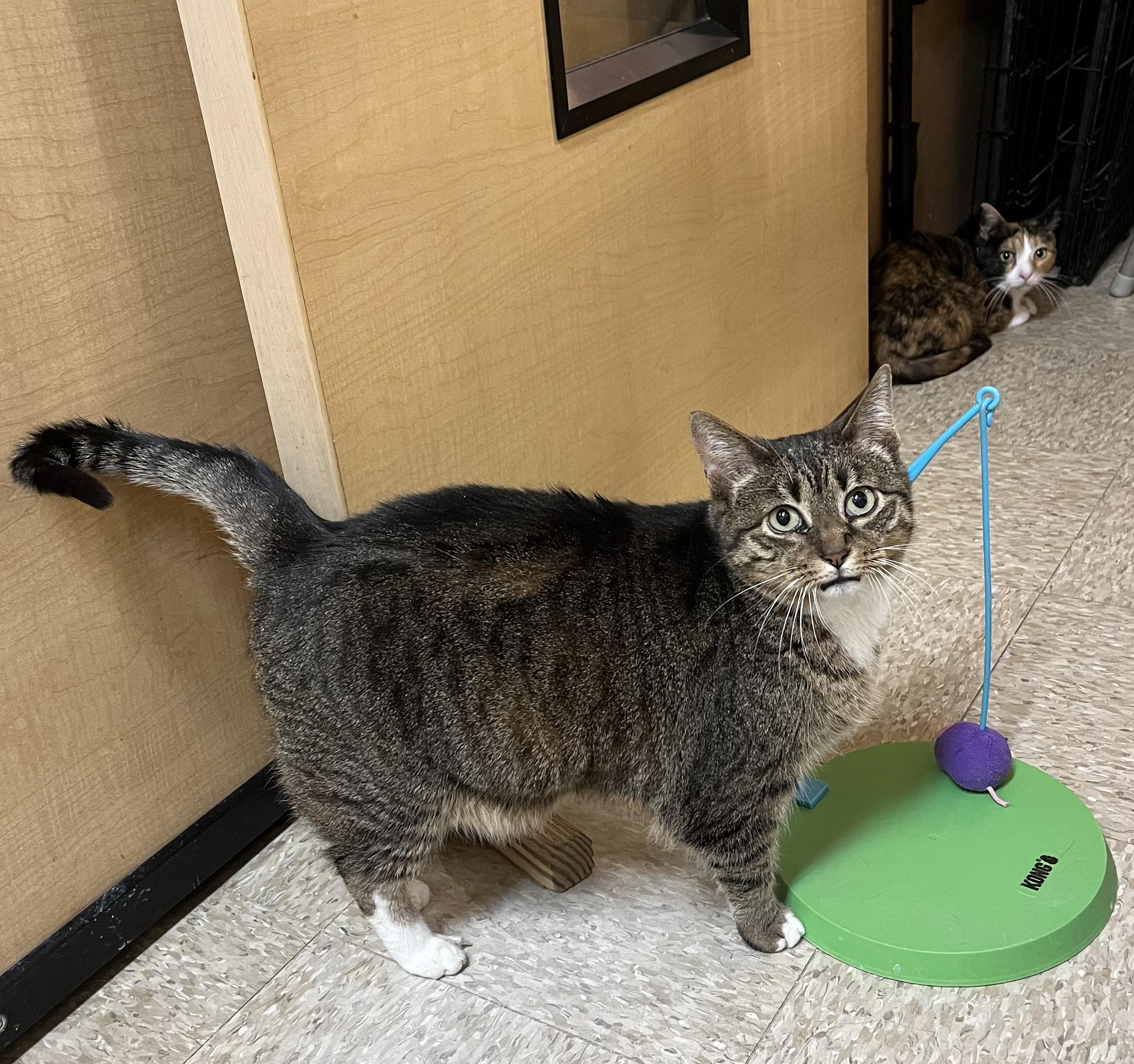 Enlarge Allie, a ADOPTABLE Tabby in Charlotte, NC image 4/4