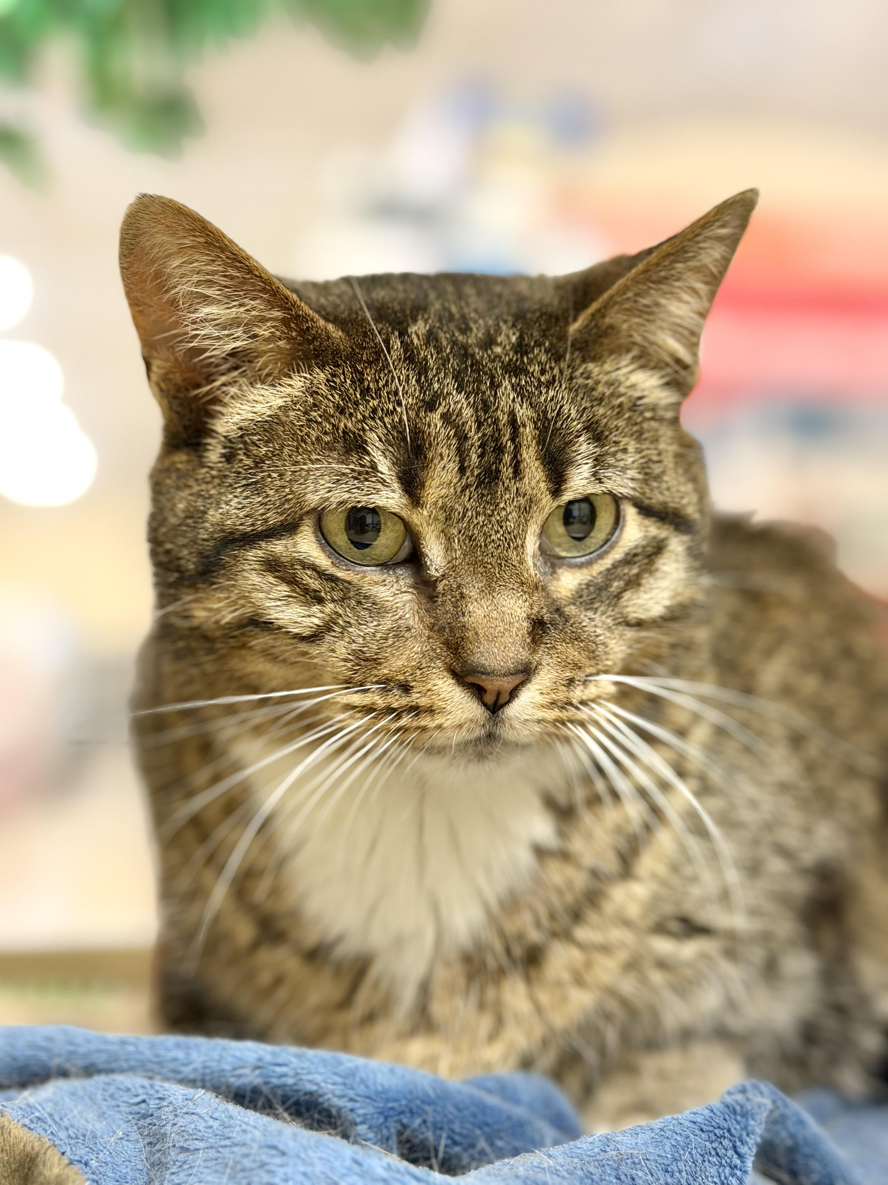 Enlarge Allie, a ADOPTABLE Tabby in Charlotte, NC image 2/4