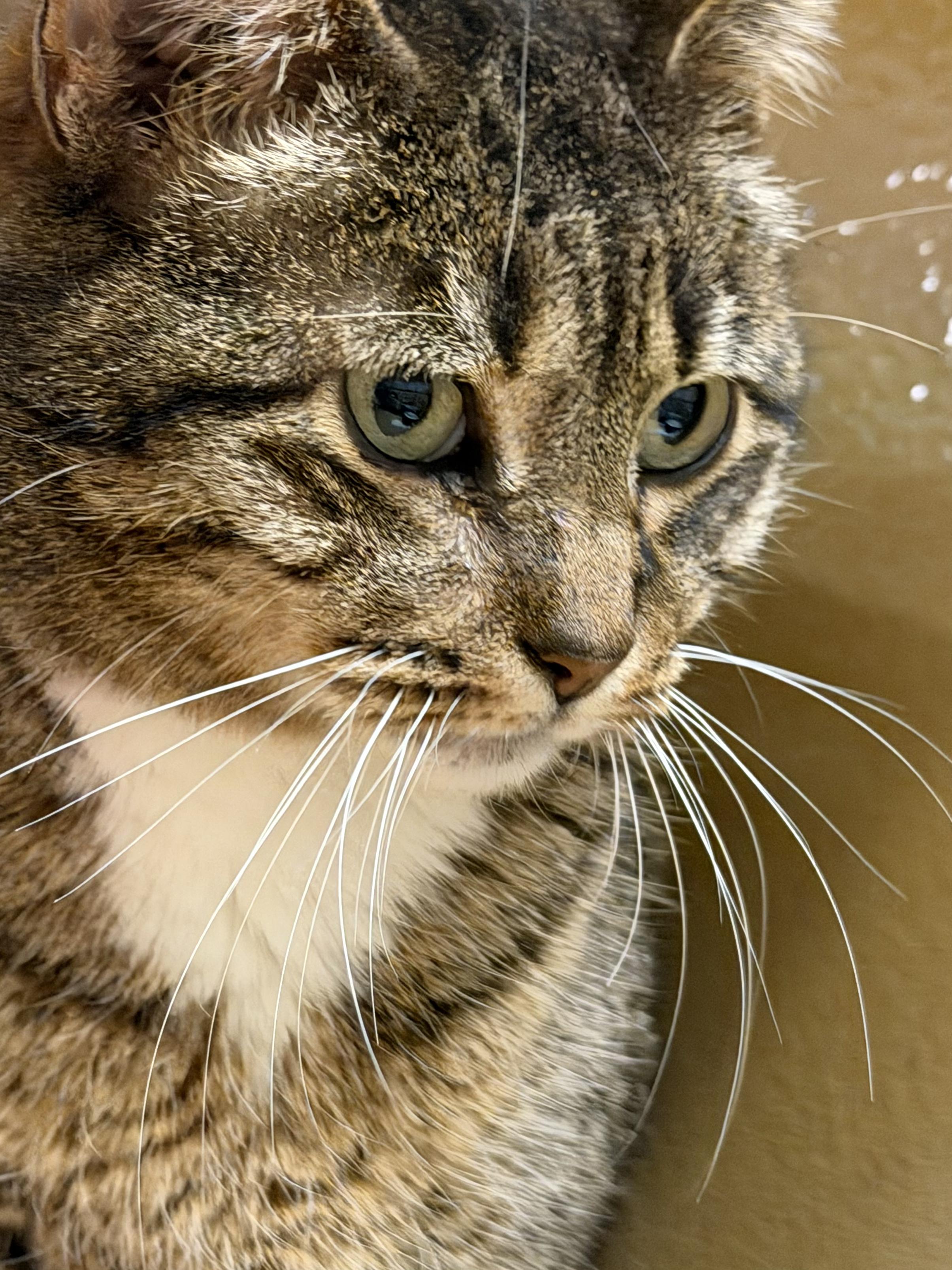 Enlarge Allie, a ADOPTABLE Tabby in Charlotte, NC image 1/4