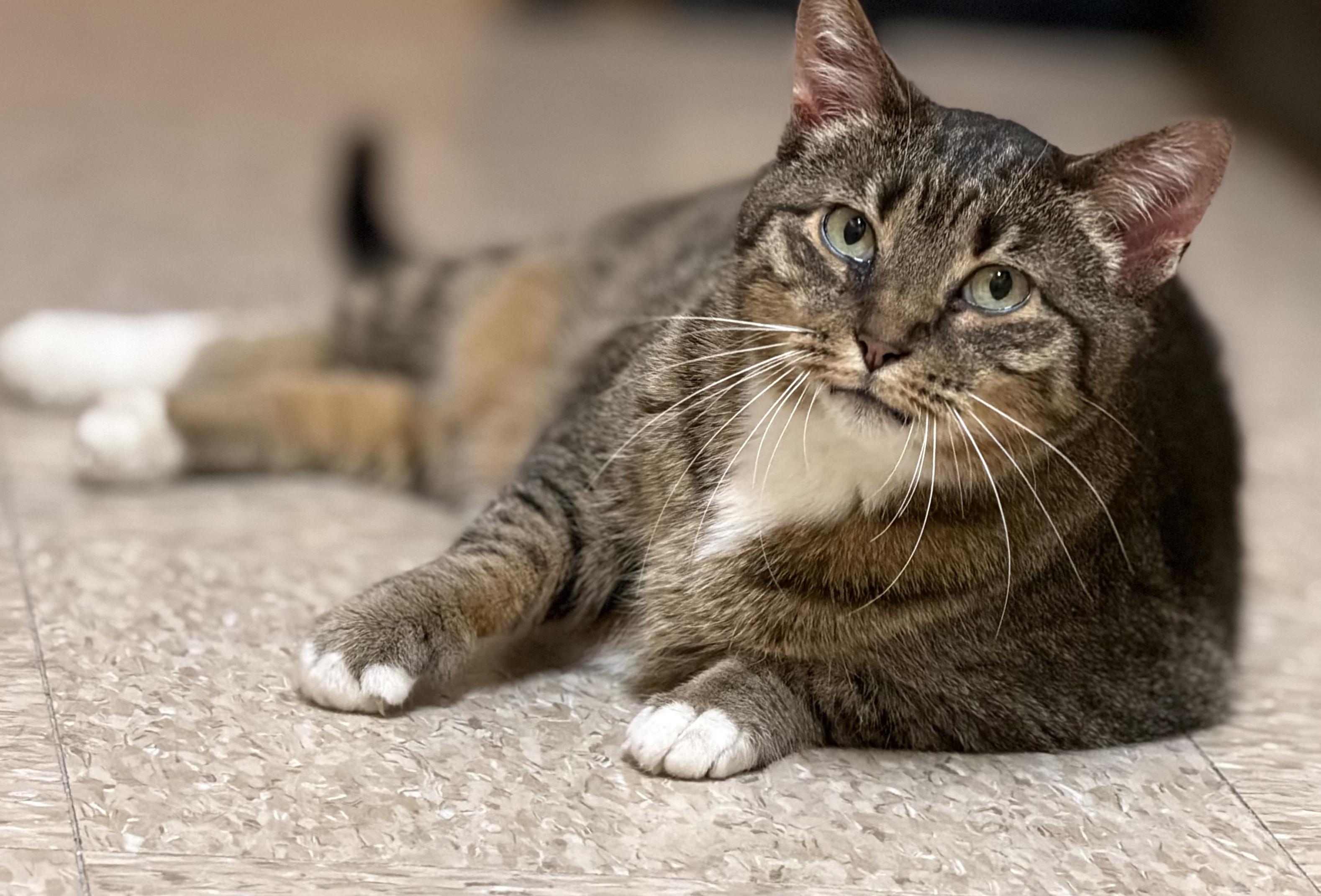 Allie, ADOPTABLE, Adult Female Tabby.