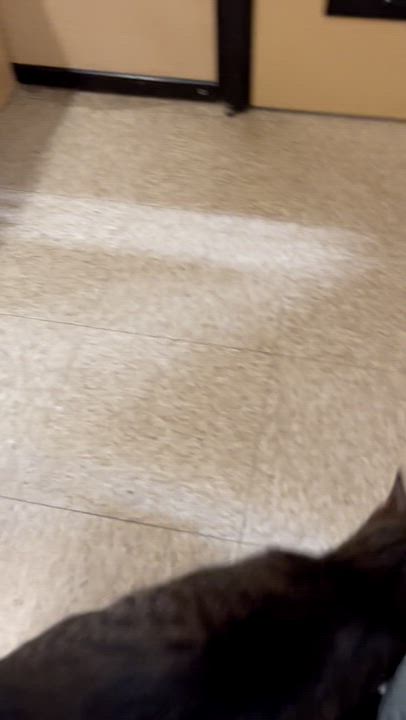 Enlarge Allie, a ADOPTABLE Tabby in Charlotte, NC video 6/6