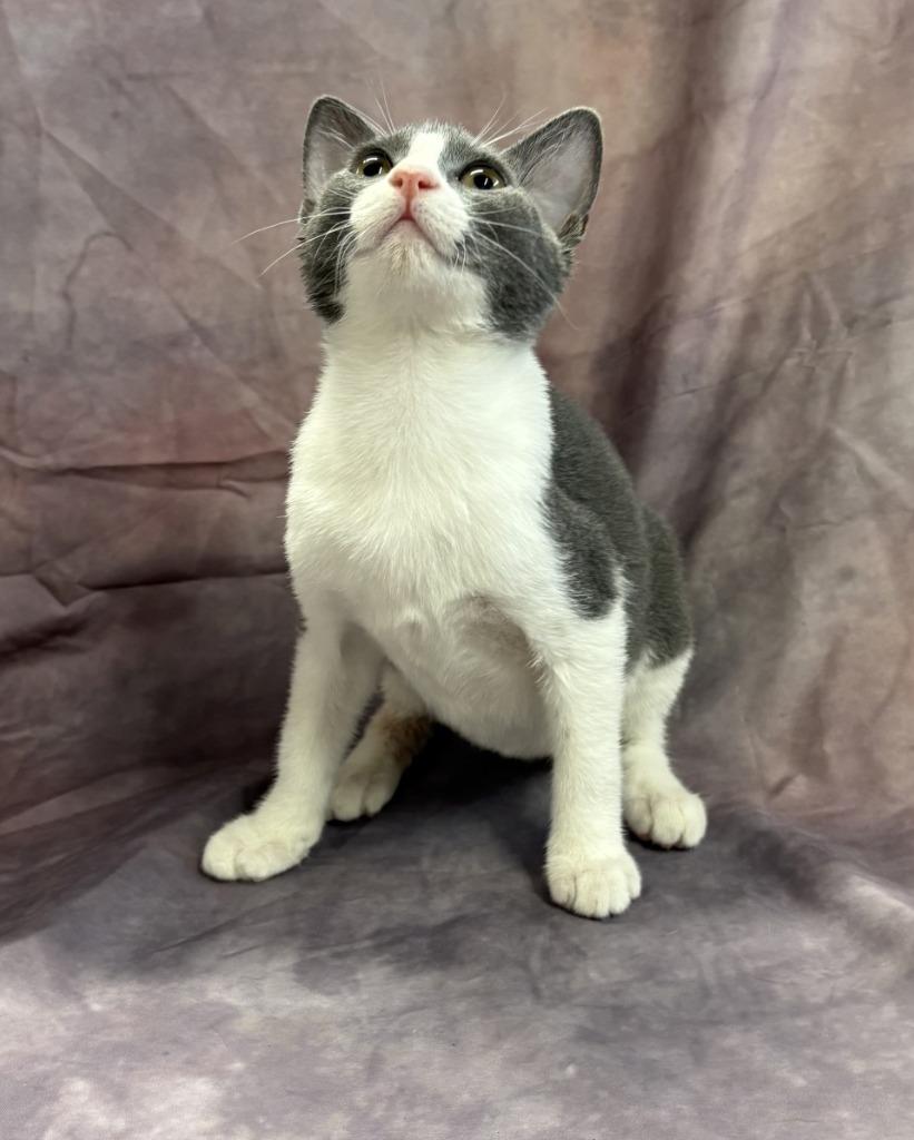 Charlotte, Adoptable, Kitten Female Domestic Short Hair.
