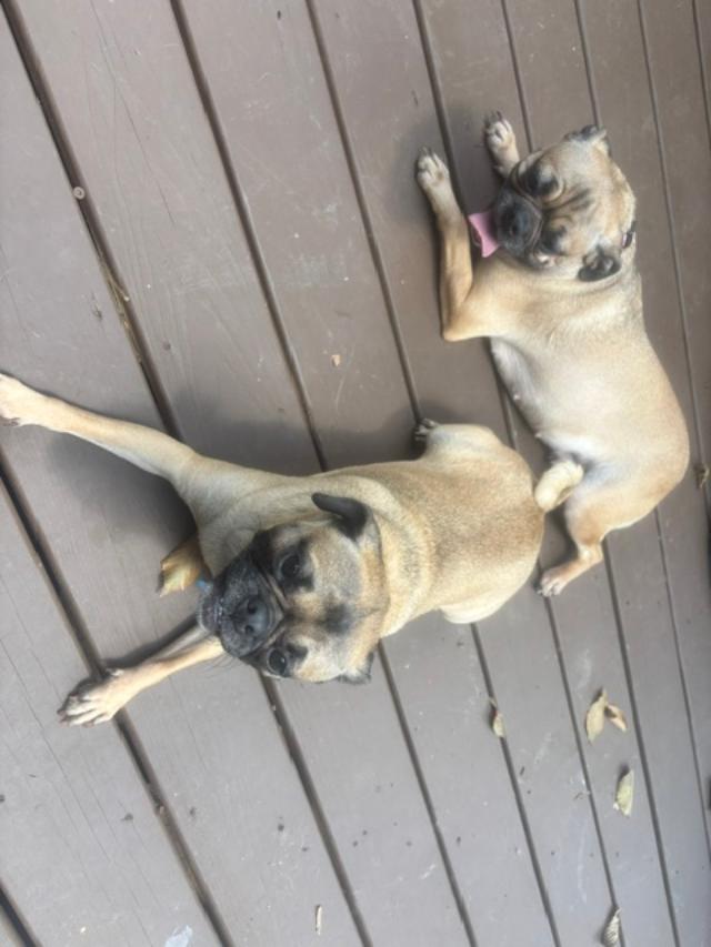 Enlarge ELLIE, a ADOPTABLE Pug in Cary, NC image 3/5