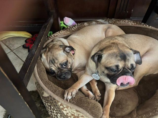 Enlarge ELLIE, a ADOPTABLE Pug in Cary, NC image 5/5