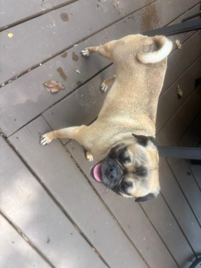 Enlarge ELLIE, a ADOPTABLE Pug in Cary, NC image 2/5