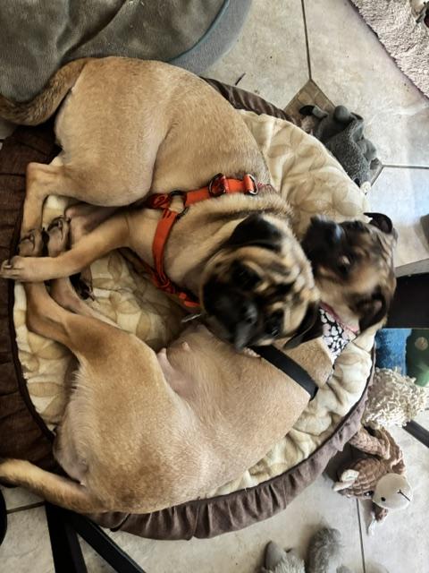 Enlarge ELLIE, a ADOPTABLE Pug in Cary, NC image 4/5