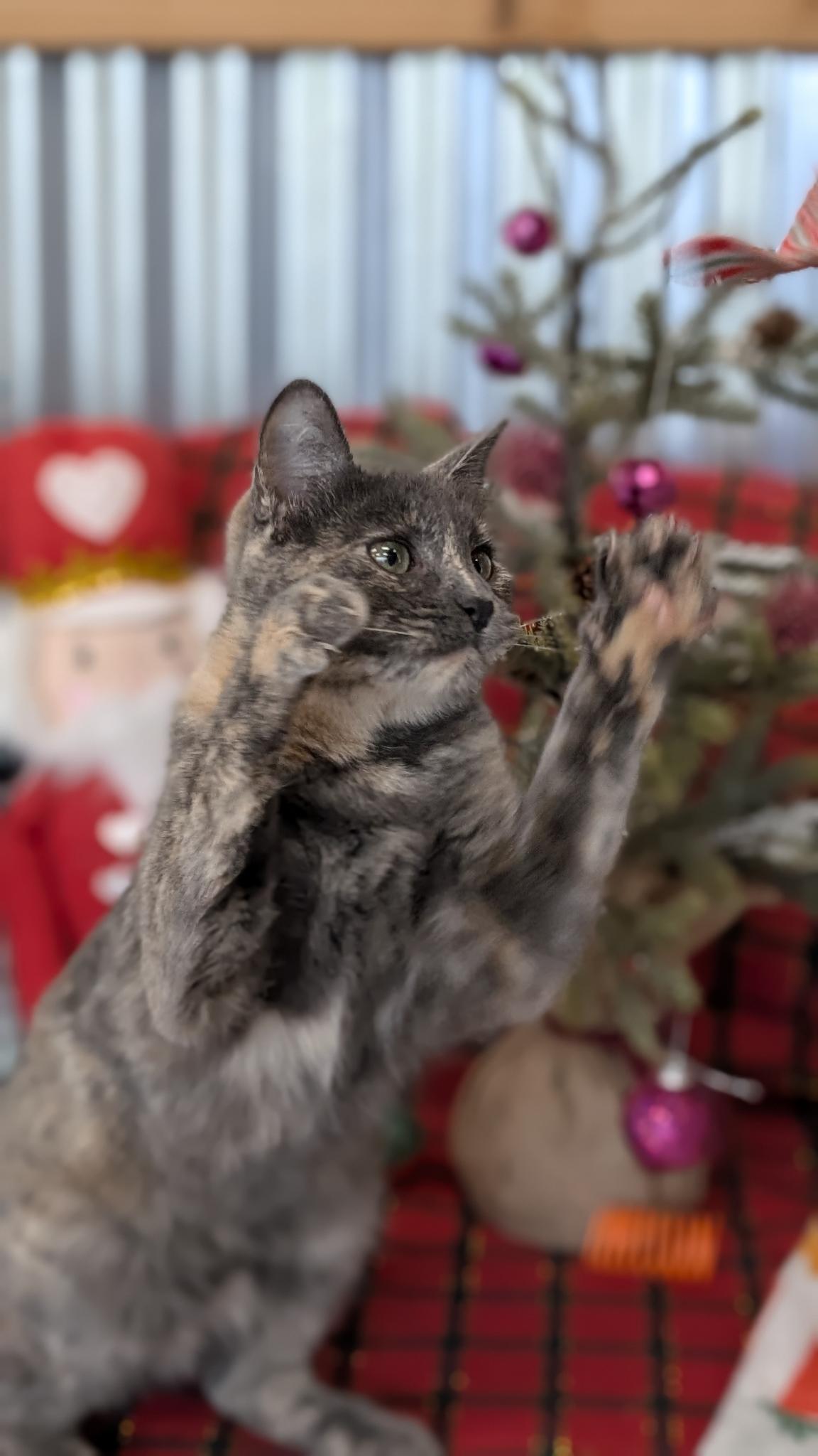 Enlarge Doran, a Adoptable Domestic Short Hair in Petaluma, CA image 1/4