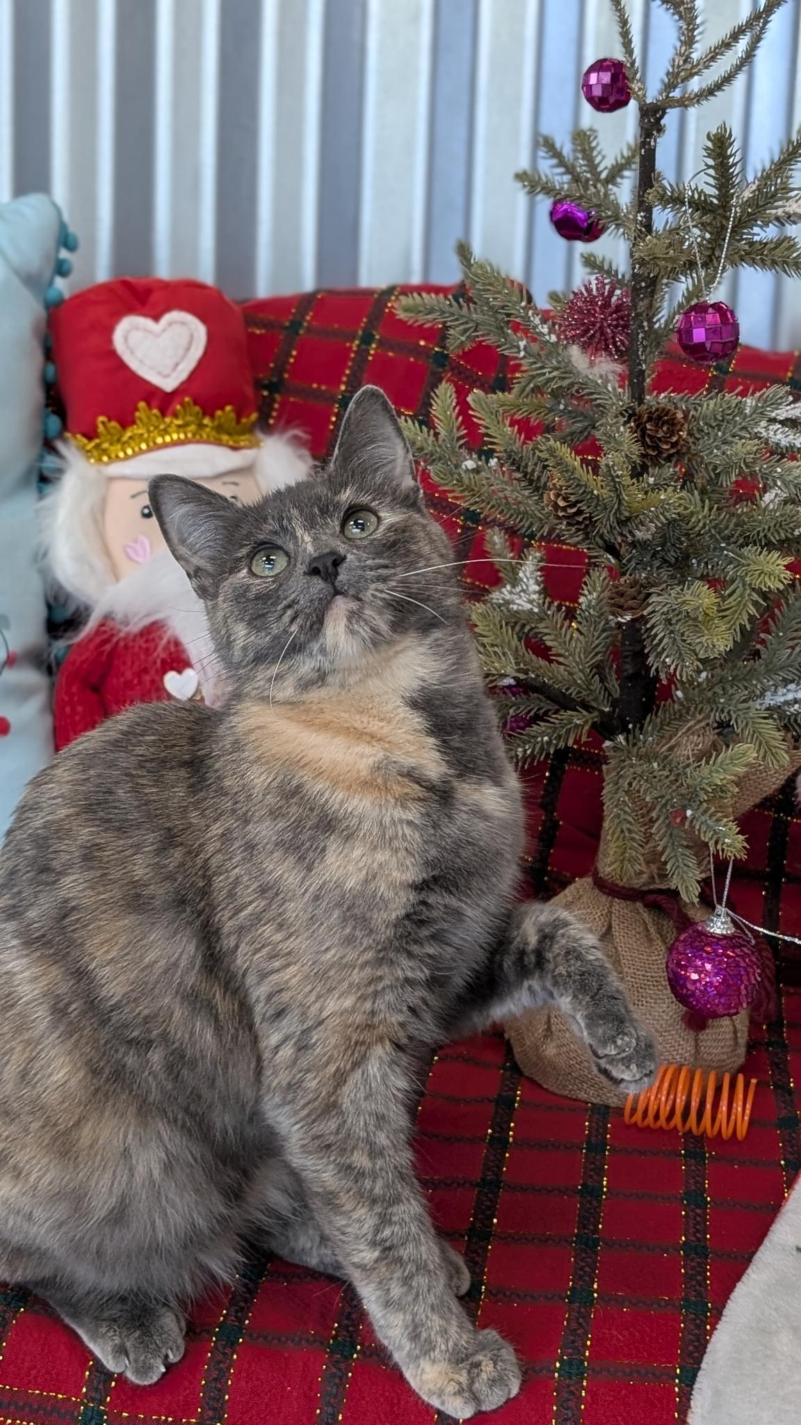 Enlarge Doran, a Adoptable Domestic Short Hair in Petaluma, CA image 2/4