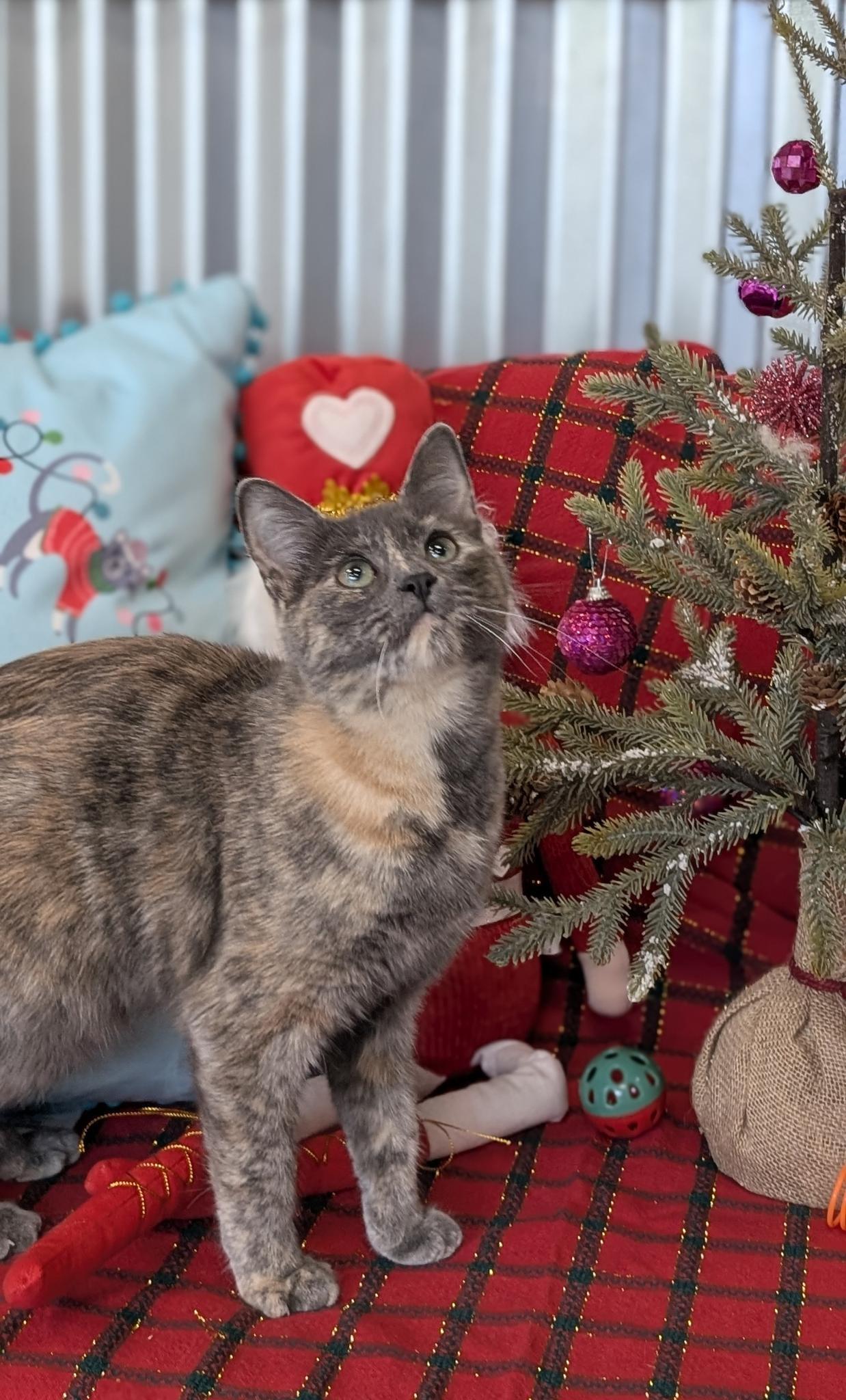 Enlarge Doran, a Adoptable Domestic Short Hair in Petaluma, CA image 3/4