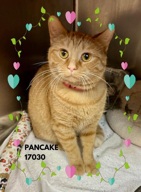 PANCAKE, an adopted mixed breed in Marietta, GA image 4/5