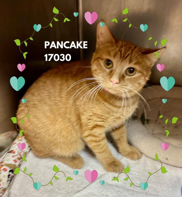 PANCAKE, an adopted mixed breed in Marietta, GA image 2/5