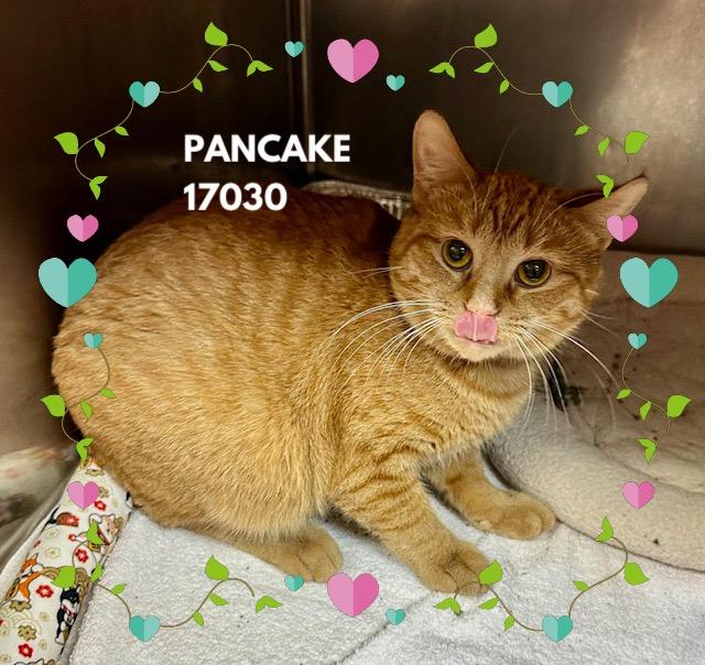 PANCAKE, an adopted mixed breed in Marietta, GA image 1/5