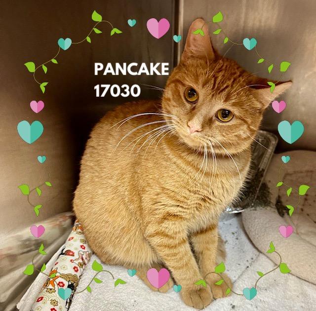 PANCAKE, an adopted mixed breed in Marietta, GA image 3/5