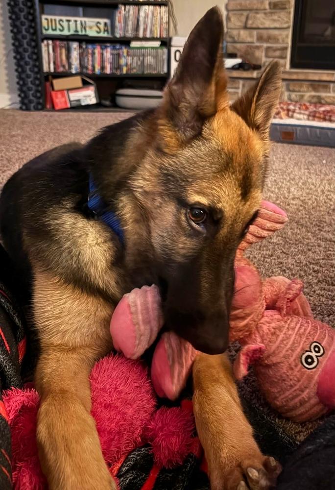 Topaz, Adoptable, Young Male German Shepherd Dog.